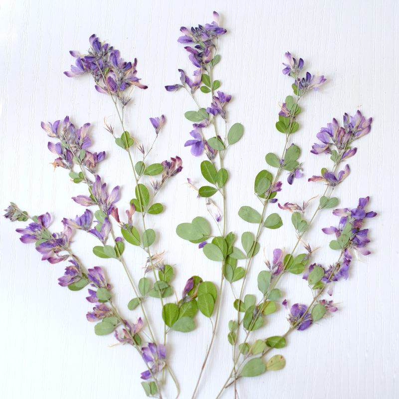 Dried Flower Bookmark - 6 шт., натуральные сушеные прессованные цветы