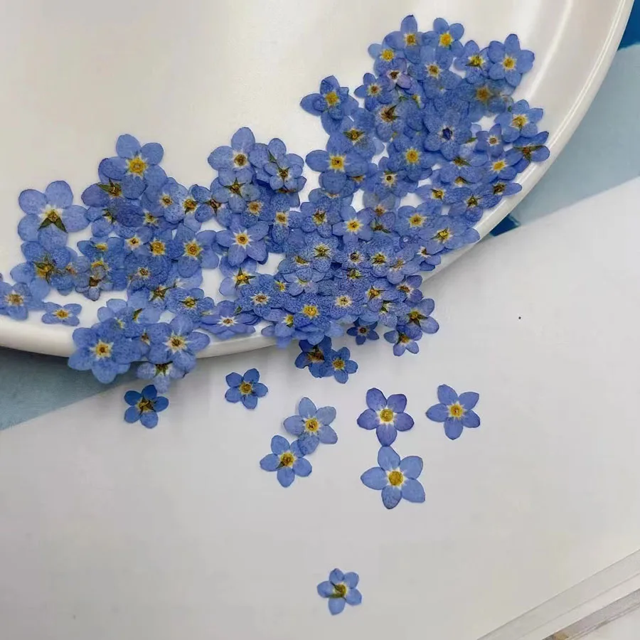 Dried Flower Bookmark - Натуральные прессованные сушеные цветы незабудки (Myosotis