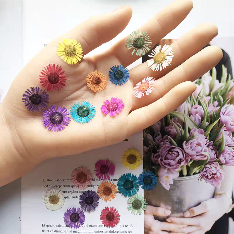 Dried Flower Bookmark - Набор прессованных сухоцветов Эригерон арис л.