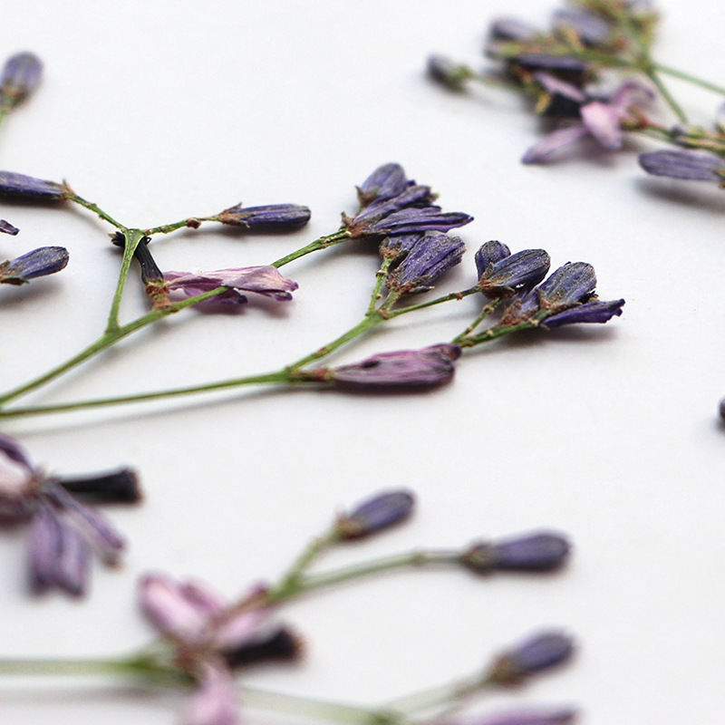 Dried Flower Bookmark - 60 шт. сухих цветочных веток нима,