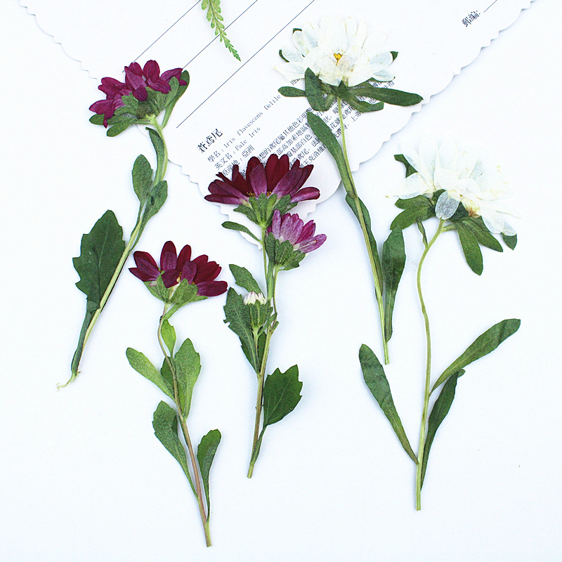Dried Flower Bookmark - 24 шт., миниатюрные прессованные сухоцветы хризантемы