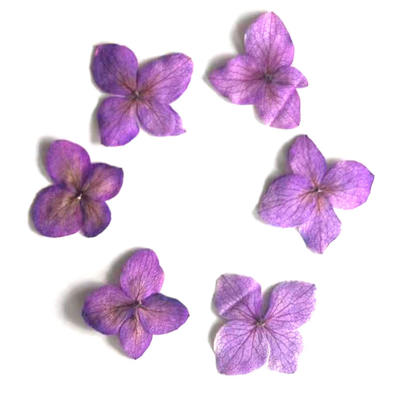 60 шт. цветов гортензии Анна,  – обзор и цена Dried Flower Bookmark