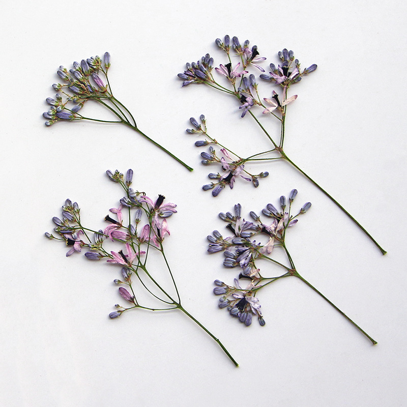 120 шт. прессованных сушеных ц – обзор и цена Dried Flower Bookmark