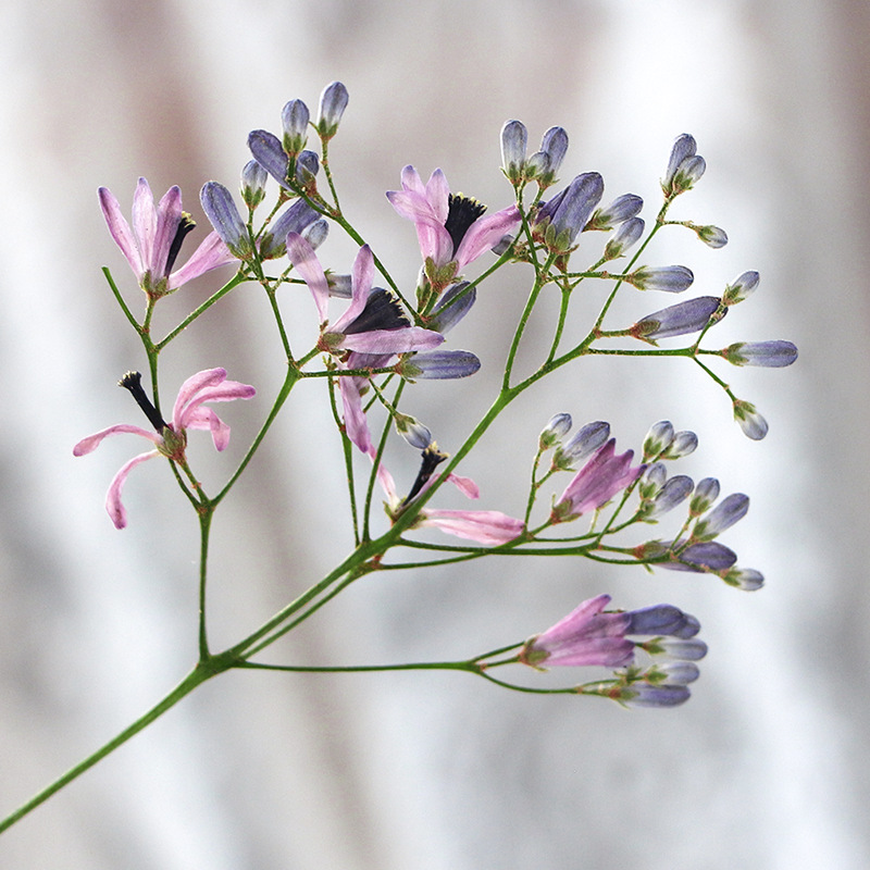 120 шт. прессованных сушеных ц – обзор и цена Dried Flower Bookmark