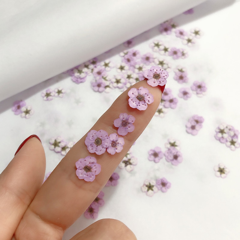 60 шт., мини-фотообои с искусс – обзор и цена Dried Flower Bookmark