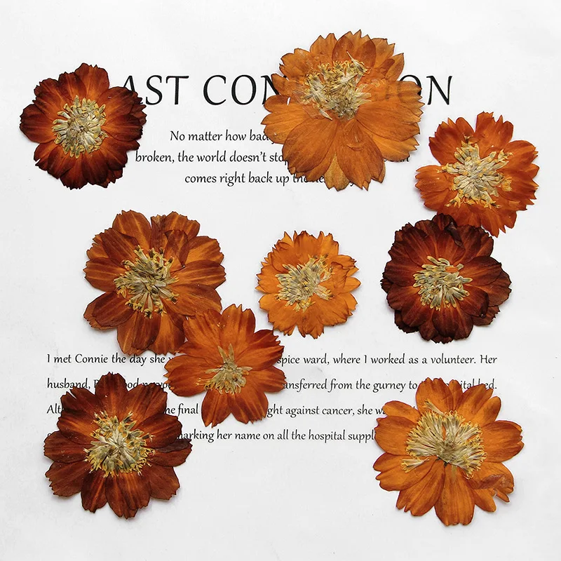 12 шт./3-5 см, природное пресс – обзор и цена Dried Flower Bookmark