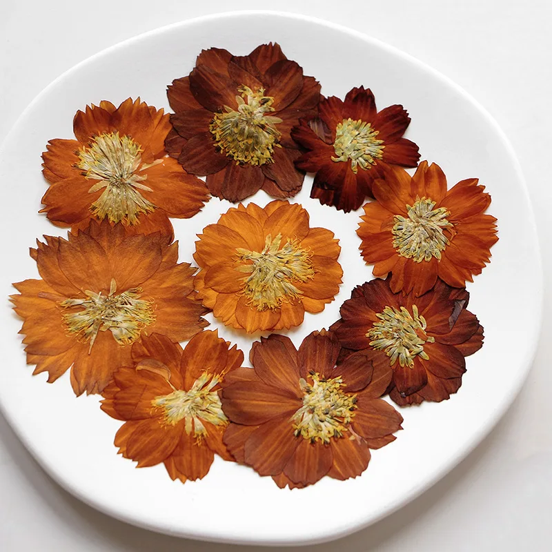 12 шт./3-5 см, природное пресс – обзор и цена Dried Flower Bookmark
