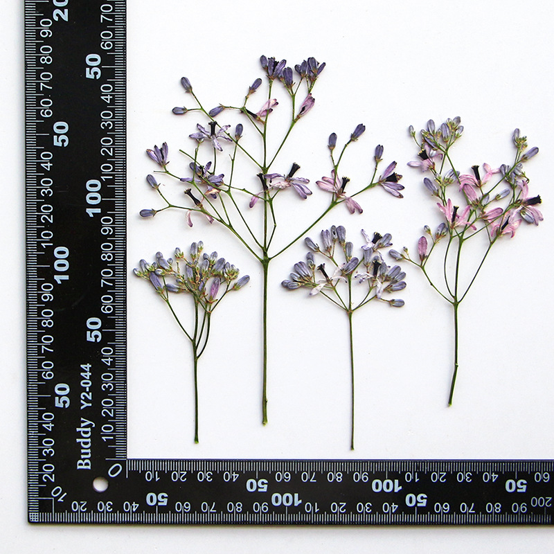 60 шт. сухих цветочных веток н – обзор и цена Dried Flower Bookmark