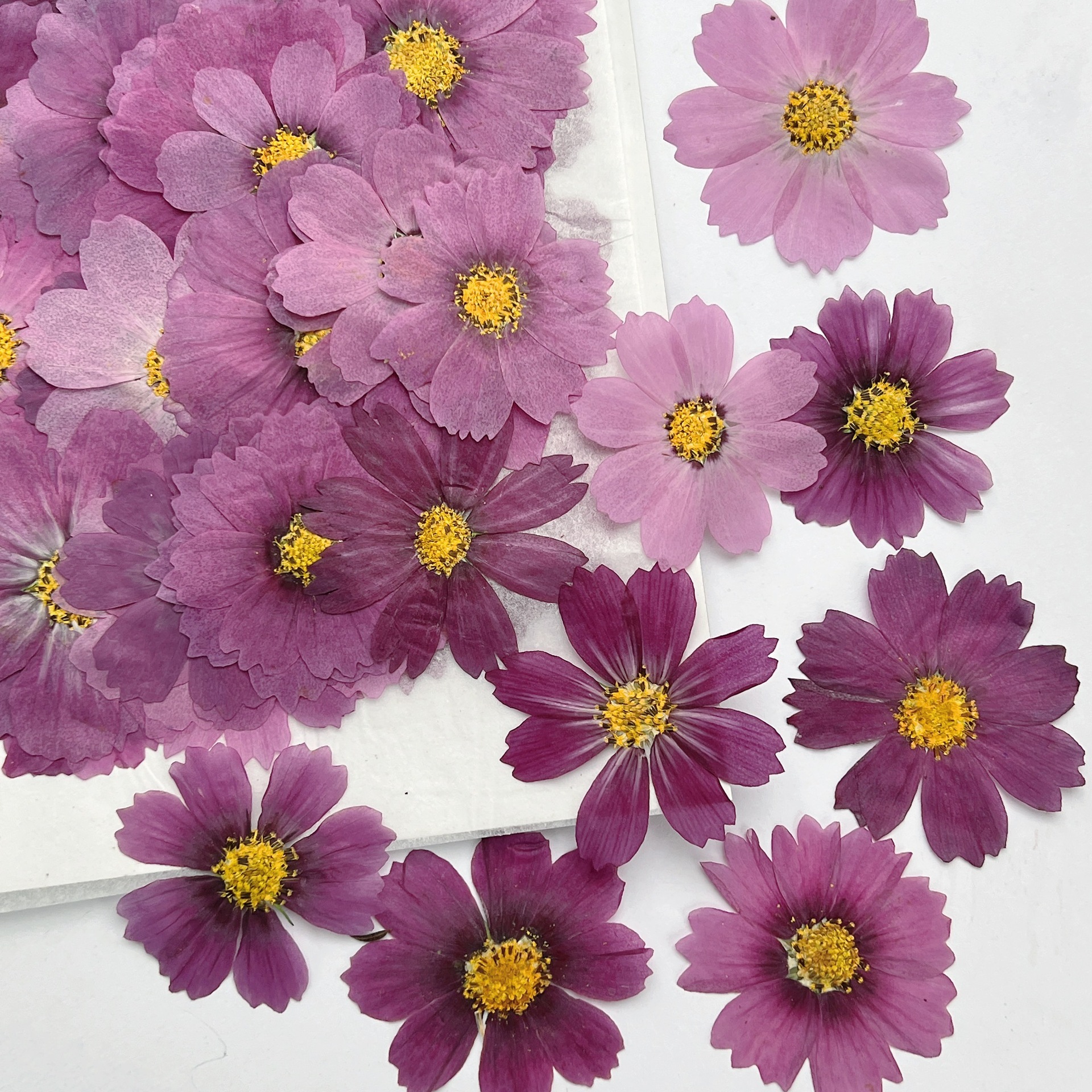 100 шт. сухих прессованных цве – обзор и цена Dried Flower Bookmark