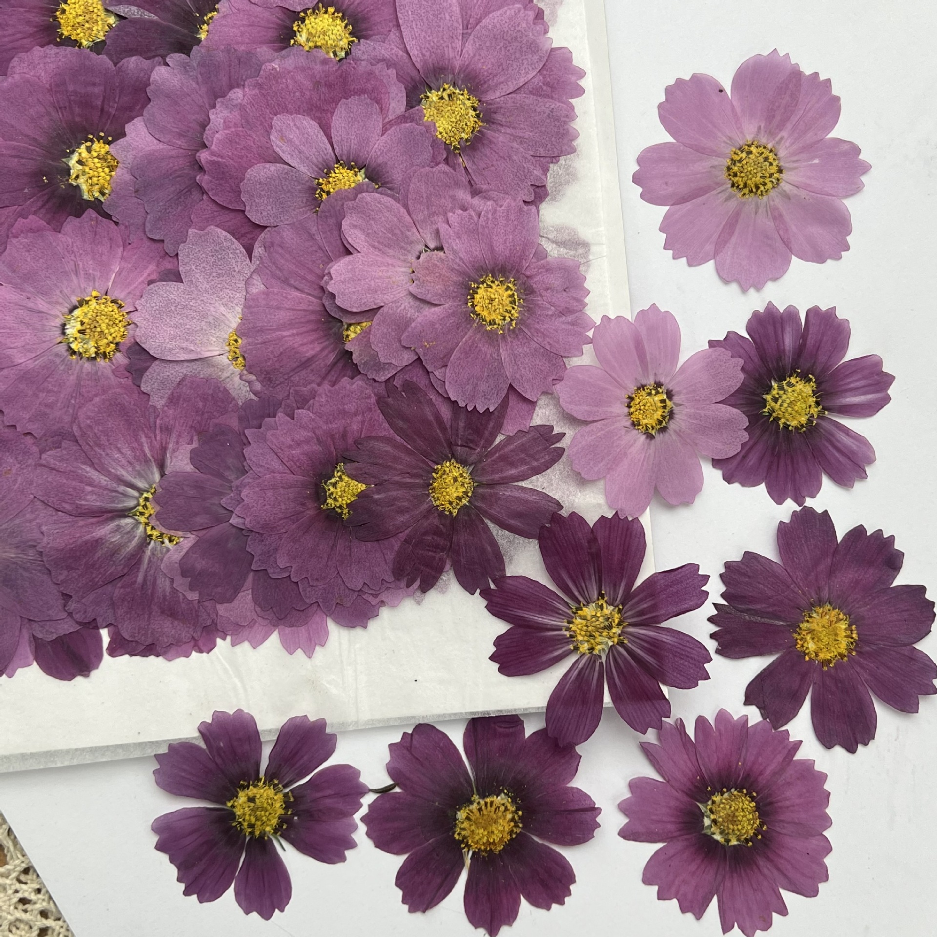 100 шт. сухих прессованных цве – обзор и цена Dried Flower Bookmark