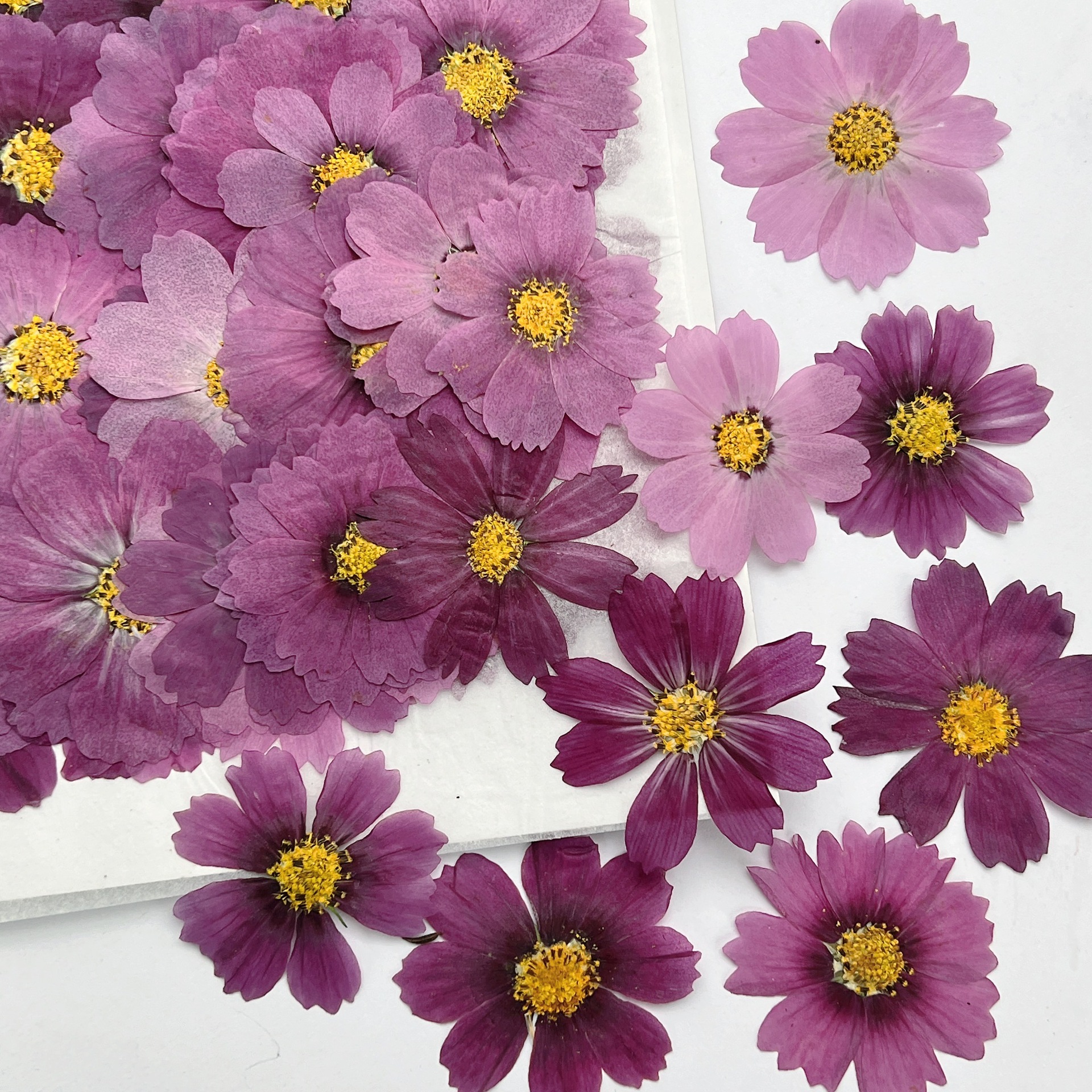 100 шт. сухих прессованных цве – обзор и цена Dried Flower Bookmark