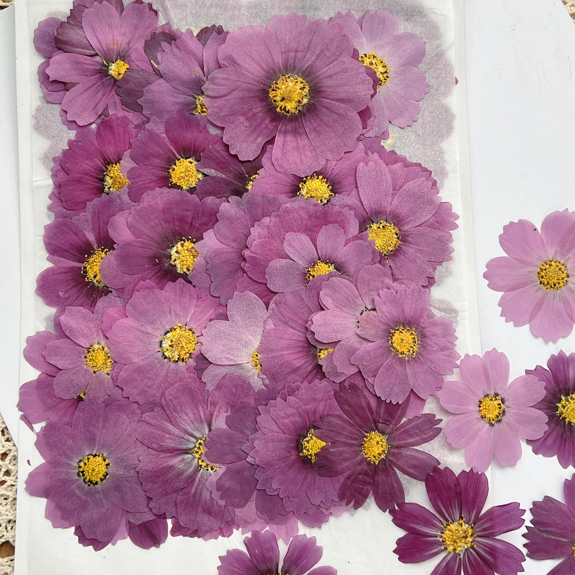 100 шт. сухих прессованных цве – обзор и цена Dried Flower Bookmark