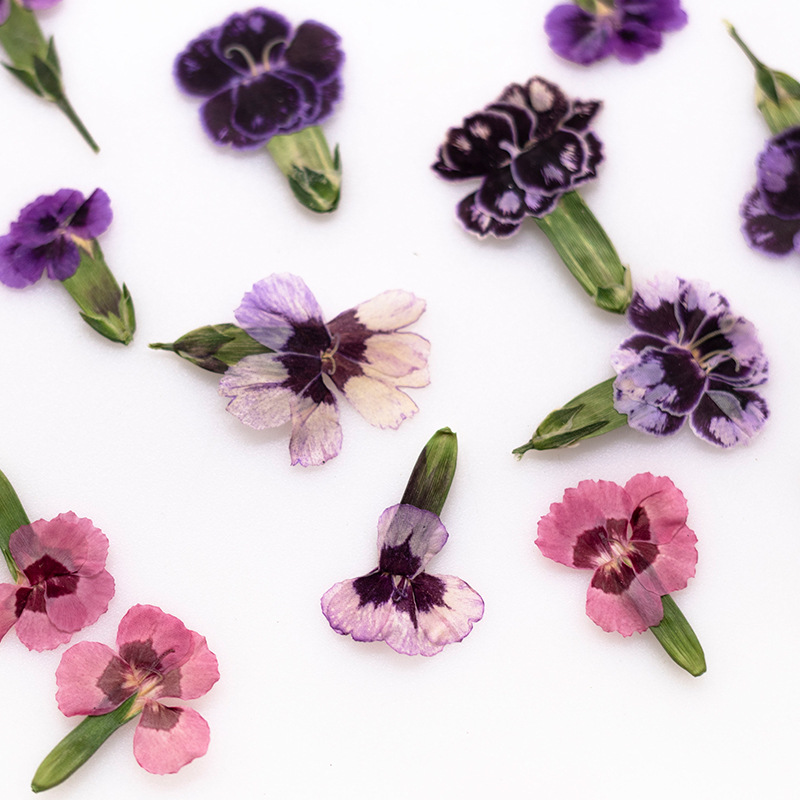 24 шт. прессованных сушеных цв – обзор и цена Dried Flower Bookmark