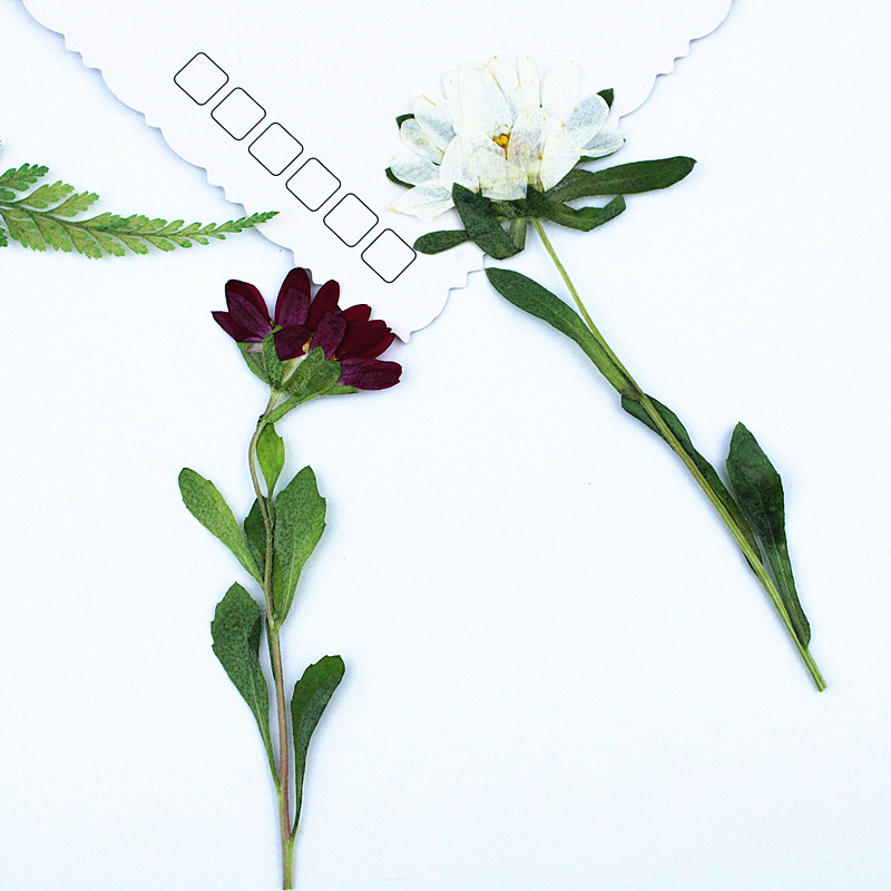 24 шт., миниатюрные прессованн – обзор и цена Dried Flower Bookmark
