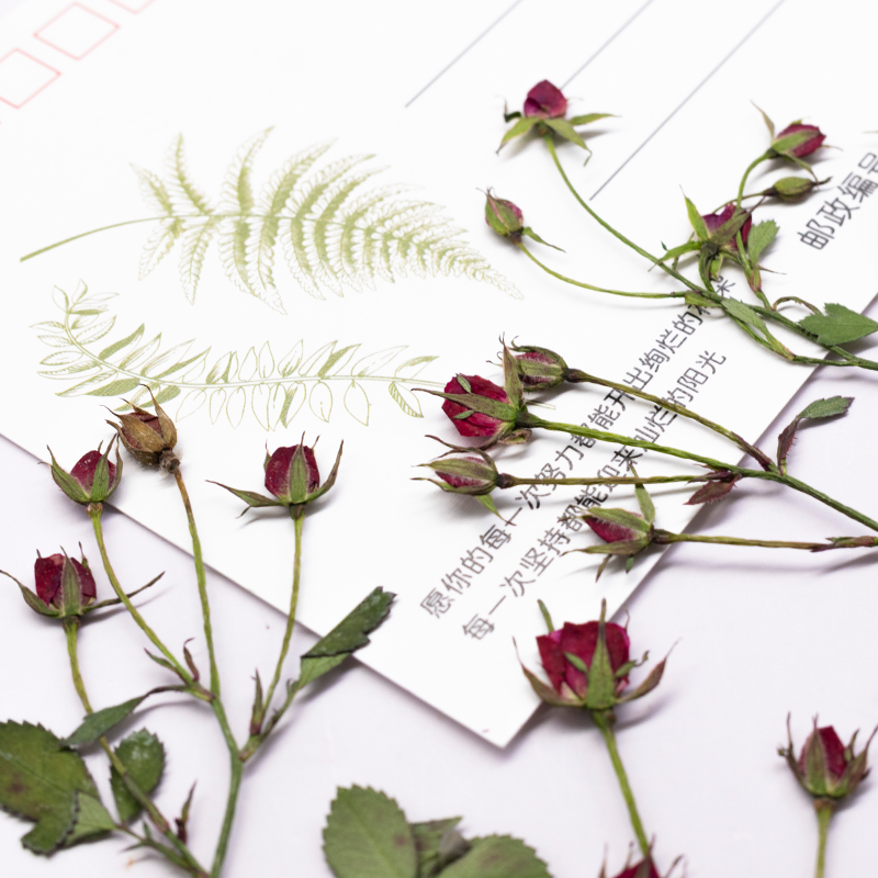 12 шт., сушеные розы, ветки с  – обзор и цена Dried Flower Bookmark